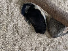 -海合安武汉极地海洋公园
