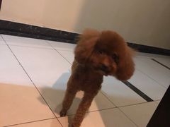 -派多格宠物·购宠(靛厂路店)