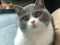 -瑞鹏宠物医院犬猫全科(真大分院)