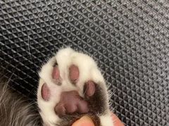 -comecome来吧宠物(奥克斯中心店)