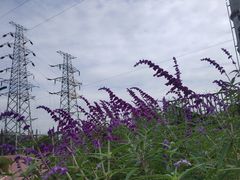 -白鹭湾湿地公园