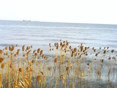 -上海吴淞炮台湾国家湿地公园