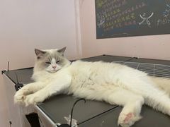 -猫咪派对(江南西店)