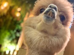 -藦茜花园宠物主题亲子互动体验馆(国顺东路店)