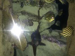 -悉尼海洋生物水族馆