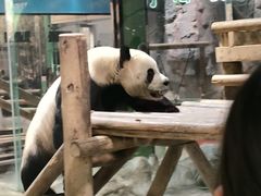 -栾川竹海野生动物园