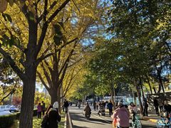 -三里屯东五街银杏大道
