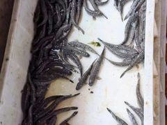 -都斛海鲜街