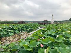 -荷塘月色湿地公园·向阳花洲