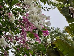 -深圳国际园林花卉博览园