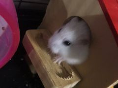 -雨林宠物医院 非犬猫异宠专科