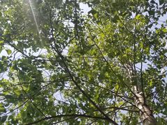 -东方巨龟苑景区