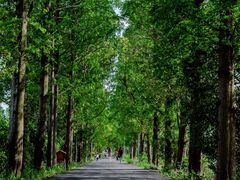 -上海长兴岛郊野公园