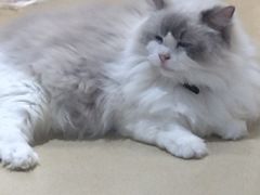 -藏猫猫咖啡主题馆(中央大道店)