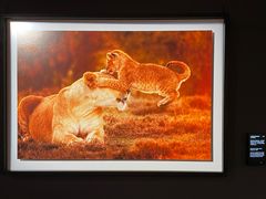 -罗红摄影艺术馆