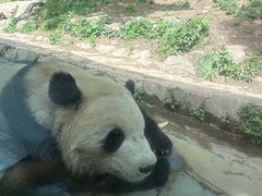 -都江堰中华大熊猫苑
