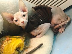 -猫色咖啡·猫咖