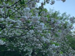 -苏州上方山国家森林公园