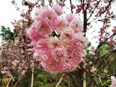 -天适樱花悠乐园