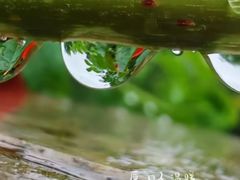 -玉兰苑一等茶餐厅