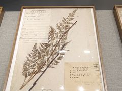 -四川大学博物馆