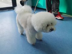 -博特宠物医院24h犬猫全科.骨科·异宠