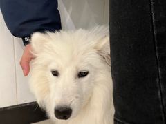 -共舞时光猫咖·狗咖(新街口店)