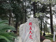 -武汉大学-樱园