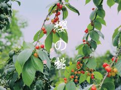 -樱桃山旅游景区