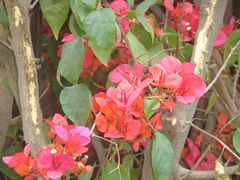 景点-白鹭洲公园