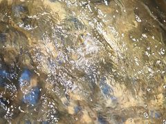 -亚马逊海鲜自助(梅溪湖步步高店)