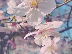 -顾村公园