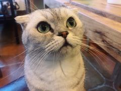 -李小姐の猫咖啡馆(五角场店)