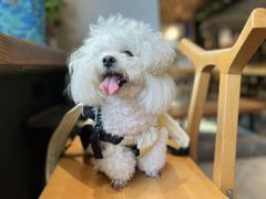 -Mammamia意大利餐厅(古北店)