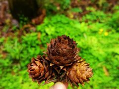-潜山国家森林公园