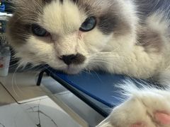 -平行世界·猫咖(首经贸店)
