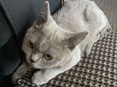 -吉胜克·汉堡炸鸡(南开三马路店)