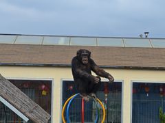 -西霞口神雕山野生动物世界