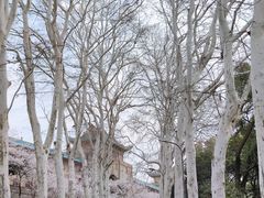 -武汉大学-樱园