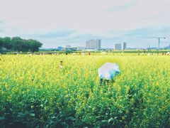 -光明小镇欢乐田园