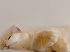 -猫大福·Fortune Cat猫舍(百子湾店)
