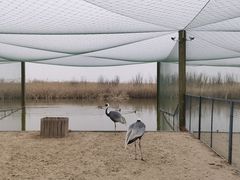 -盐城丹顶鹤湿地生态旅游区