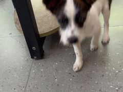 -瑞派伍一宠物医院·眼科·骨科·猫科转诊中心(马王堆院)