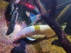 -悉尼海洋生物水族馆