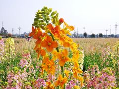 -中国天府农业博览园