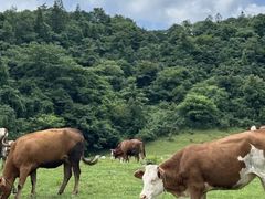 -山王坪喀斯特国家生态公园