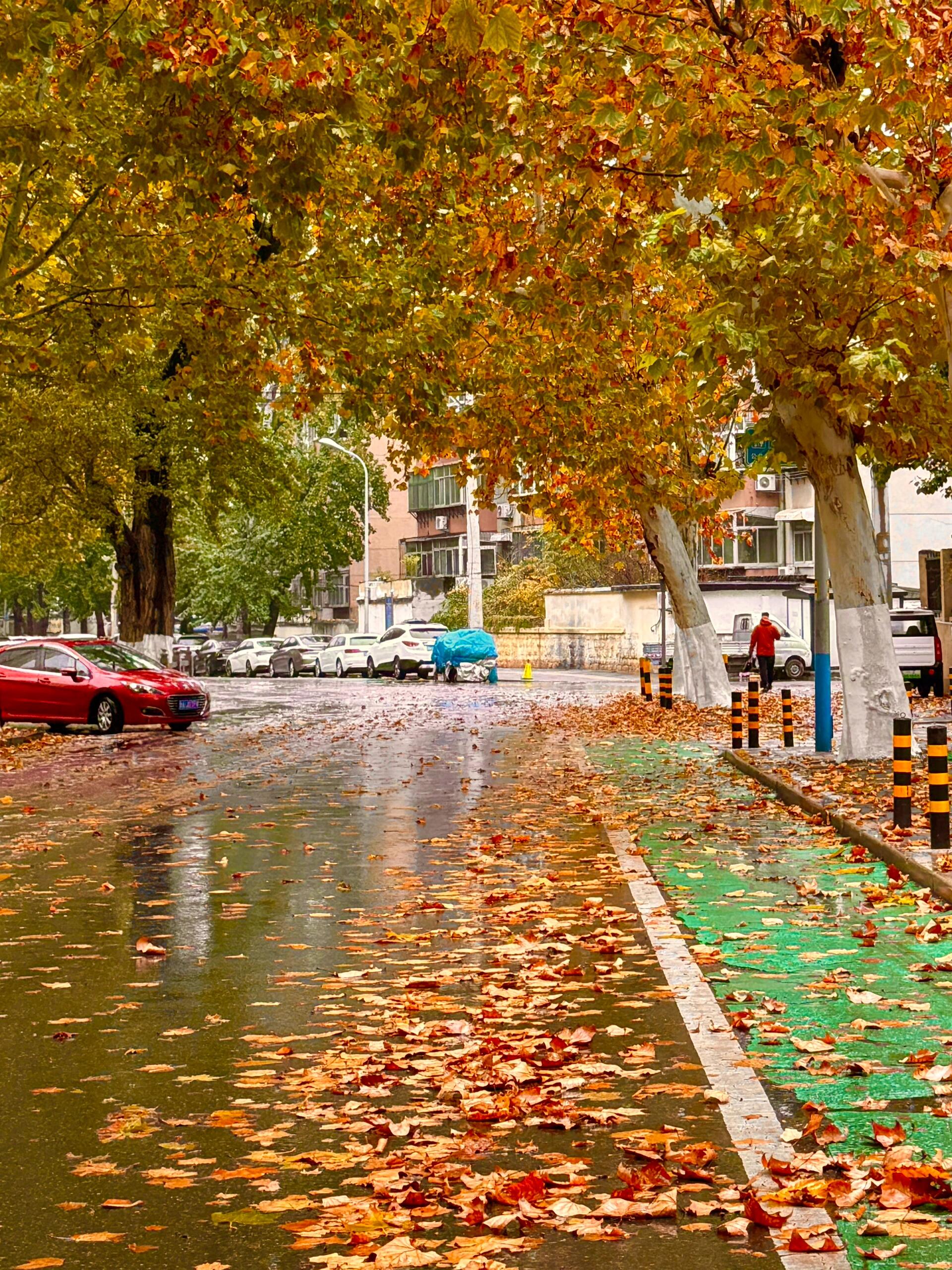 雨中落叶图片