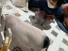 -RU DUCK柯尔鸭公社·撸鸭俱乐部·羊驼·小香猪