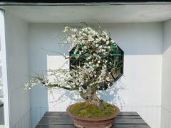 -香雪海