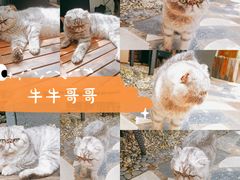 -喵屿·大理花园猫咖